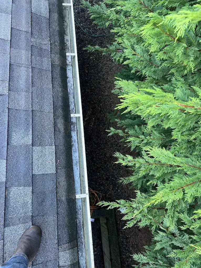 An emptied gutter seen from the shingles, cedar hedge just beside it